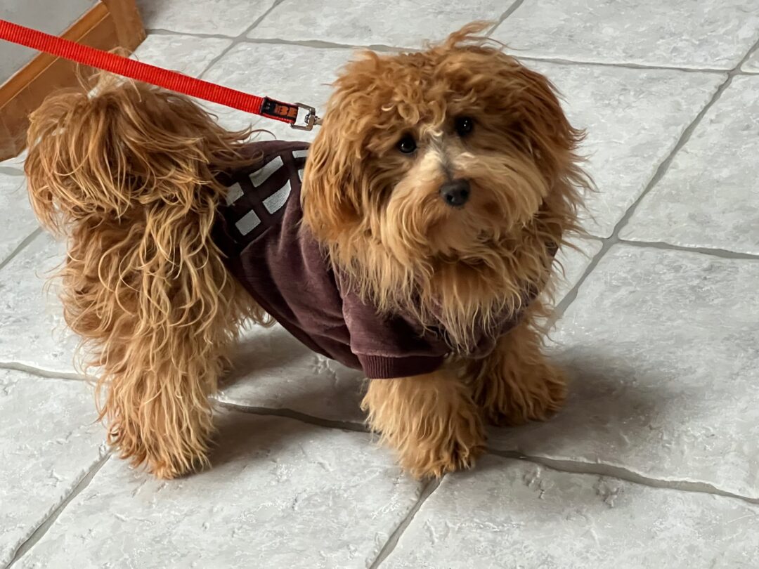 Chewbacca Charlie Dress Your Pet contest entry photo