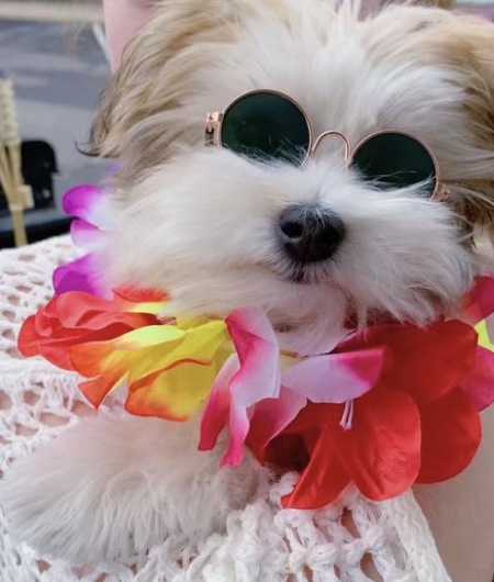 Hawaii Bound! Dress Your Pet contest entry photo