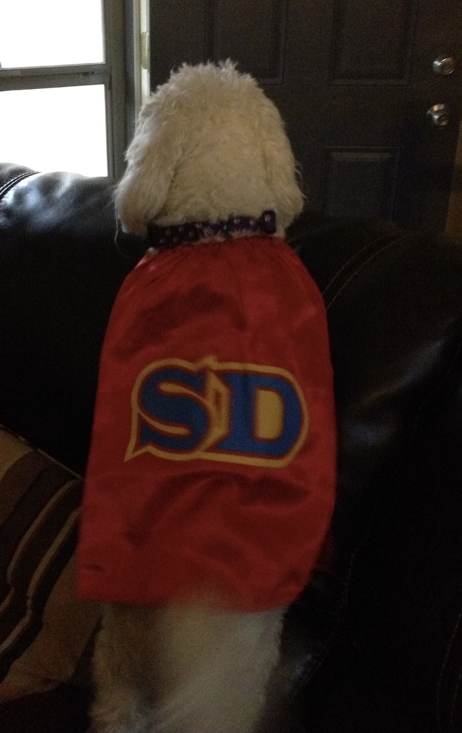 SuperDog Dress Your Pet contest entry photo