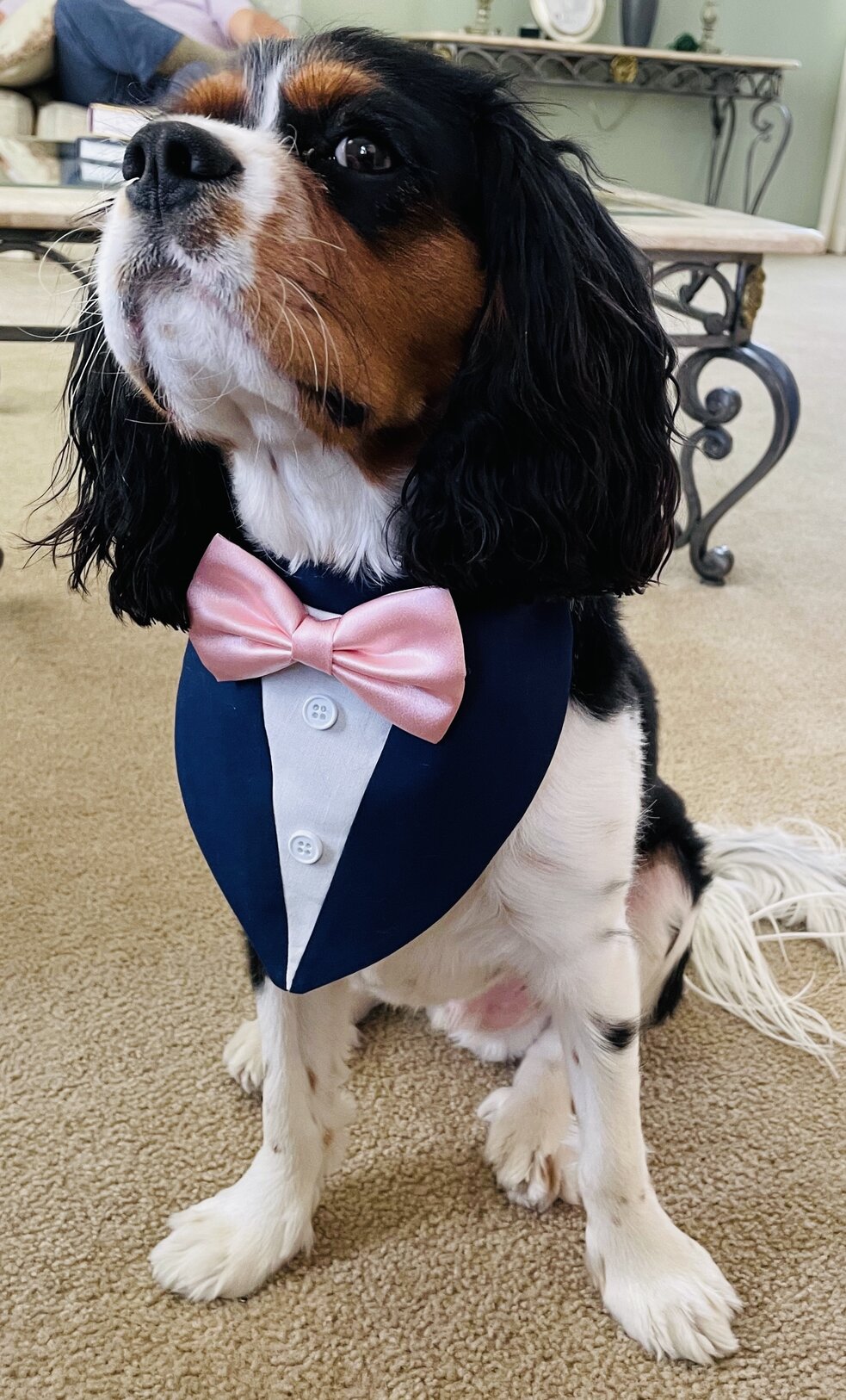 All dressed up and ready for Prom! Dress Your Pet contest entry photo