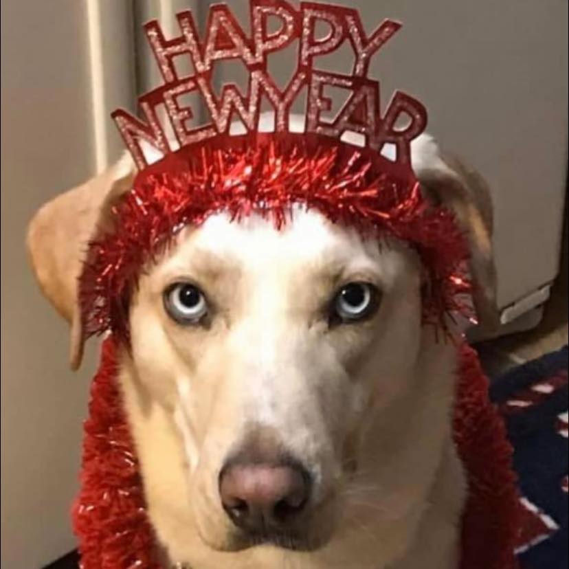 Happy New Year! Dress Your Pet contest entry photo