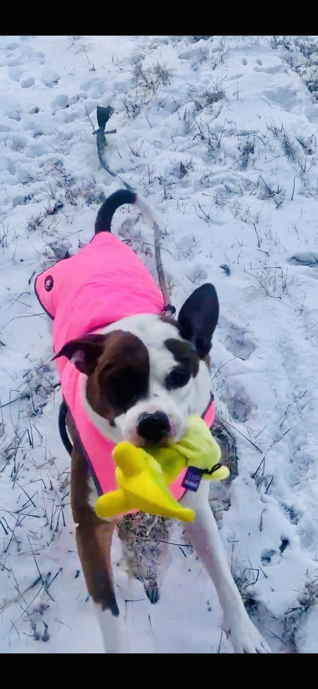 Pretty in Pink Snow Bunny Dress Your Pet contest entry photo