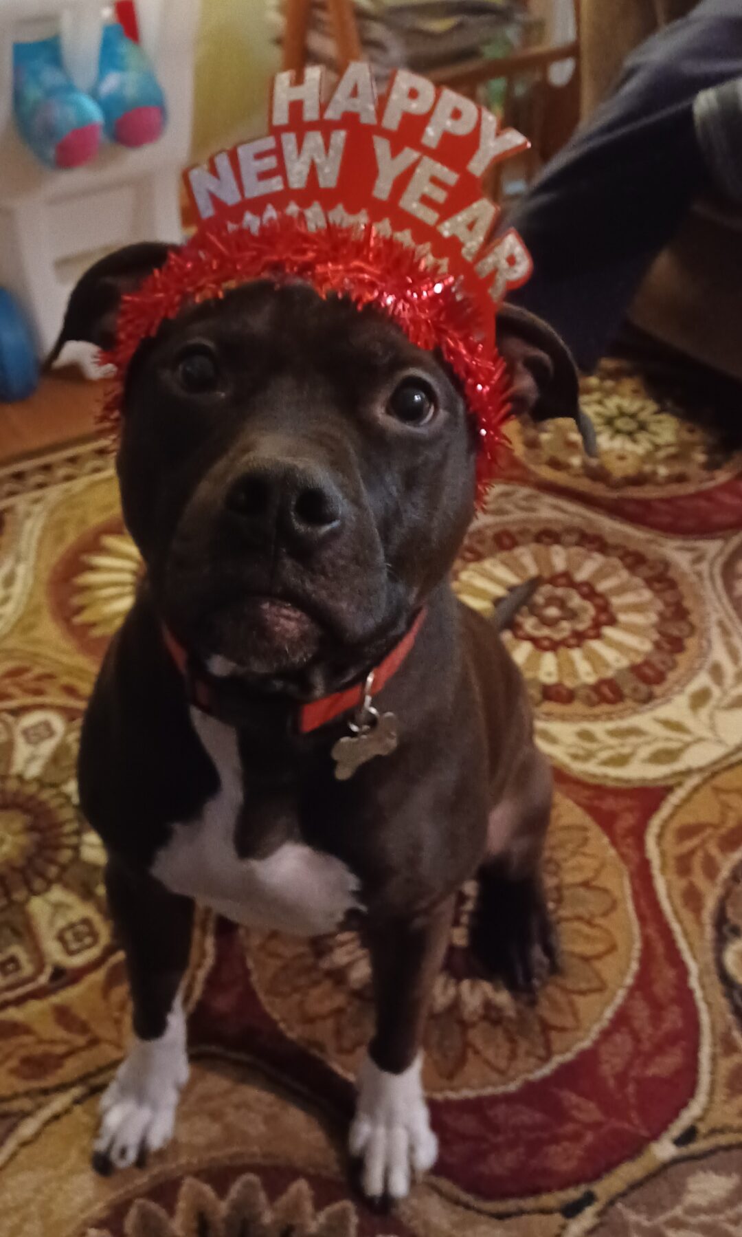 Happy New Year! Right Mom? Dress Your Pet contest entry photo