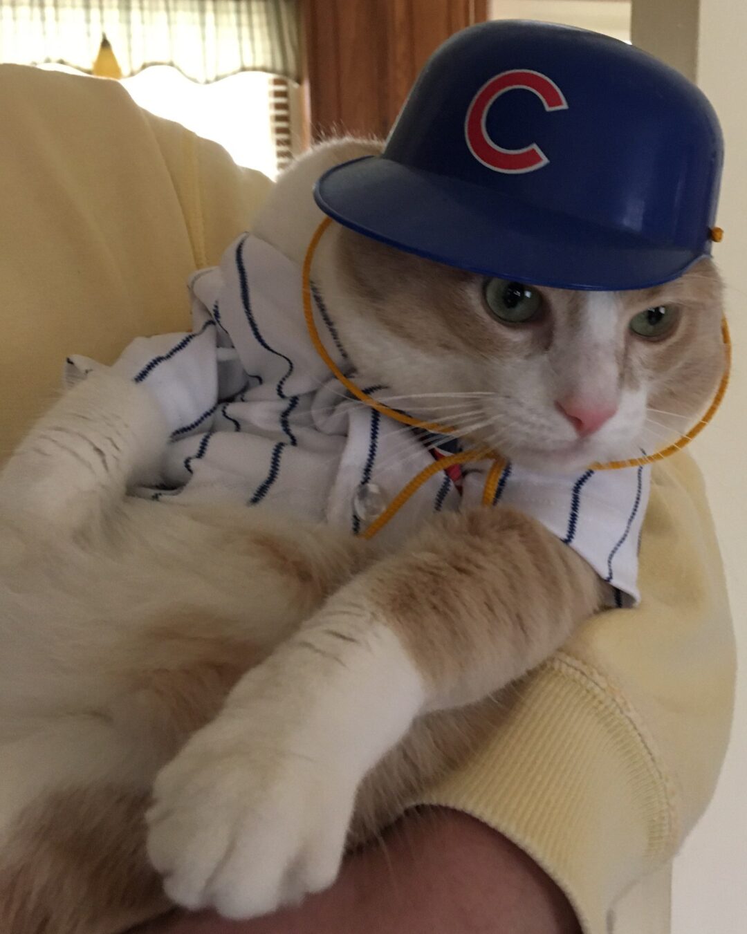 Kitty, Go Cubs Go Dress Your Pet contest entry photo