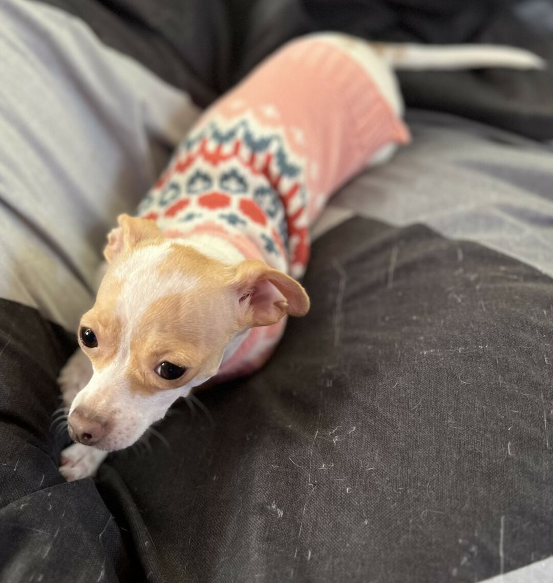 Remmi, the pint-sized chihuahua Dress Your Pet contest entry photo