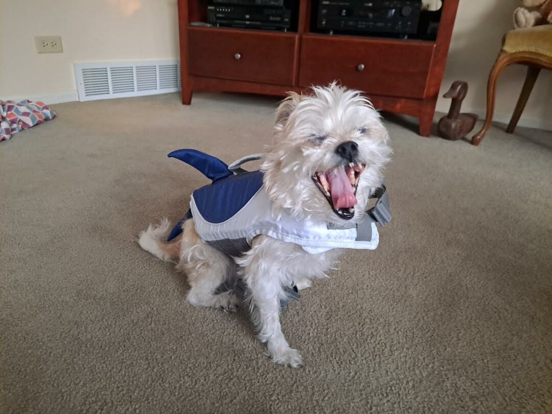 Oscar Shark Dress Your Pet contest entry photo