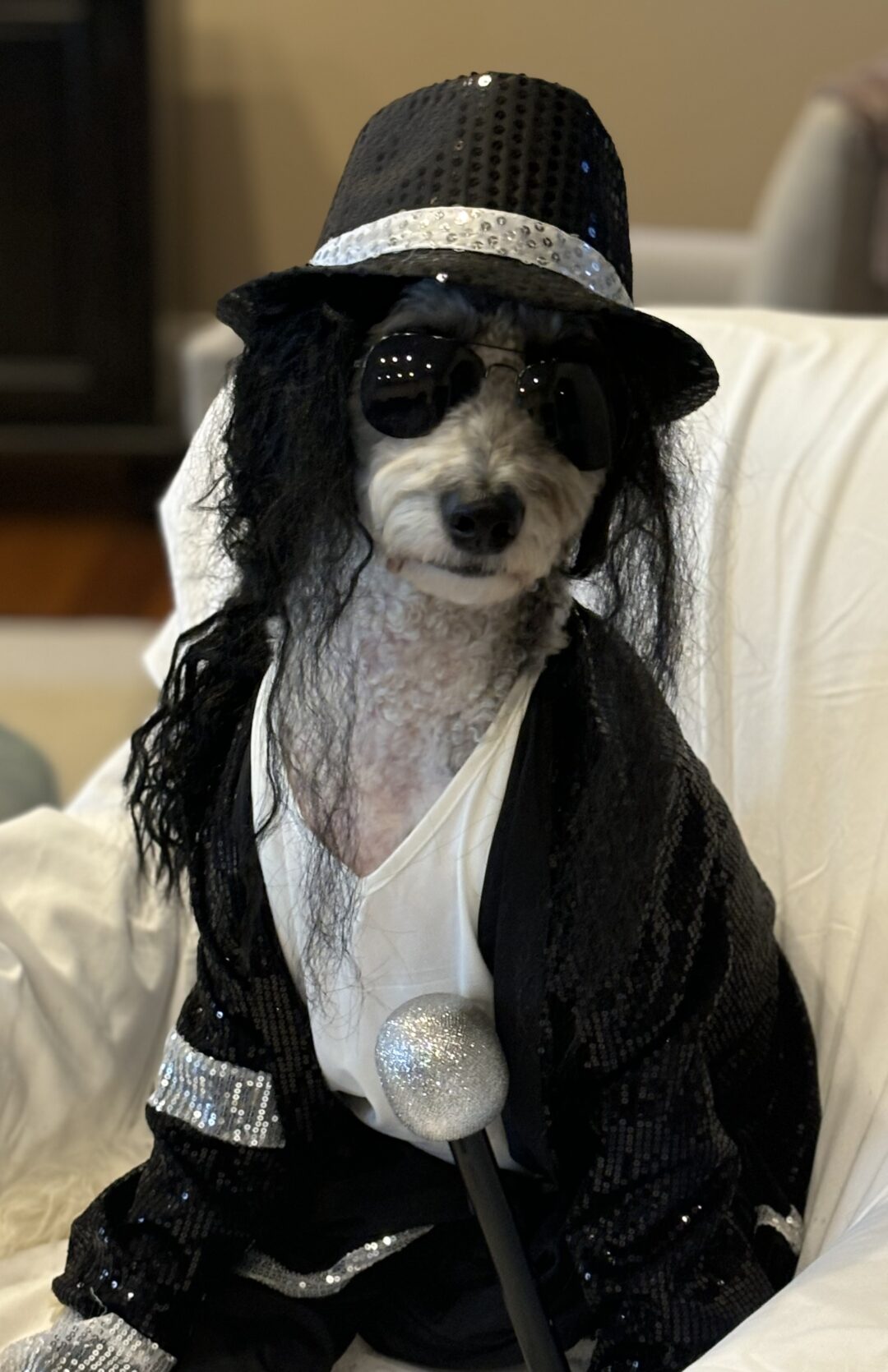 Briar as the King of Pop Dress Your Pet contest entry photo