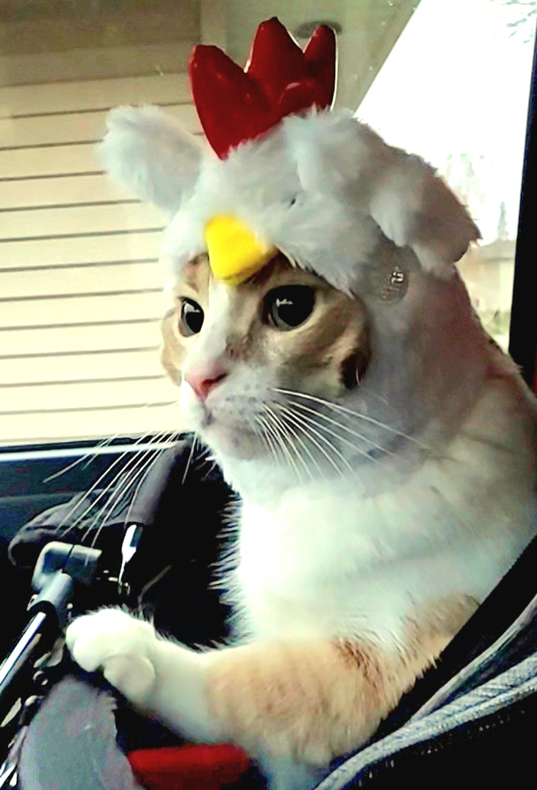 Don’t be chicken about it – vote for me! Dress Your Pet contest entry photo